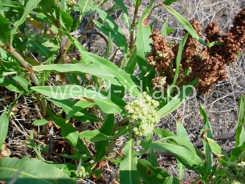 dock, willow leaved